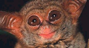 yodasmile.jpg